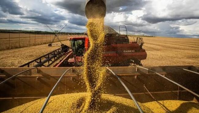 Espírito Santo amplia produção e produtividade e chega a 71,3 mil toneladas de grãos na safra 24/25