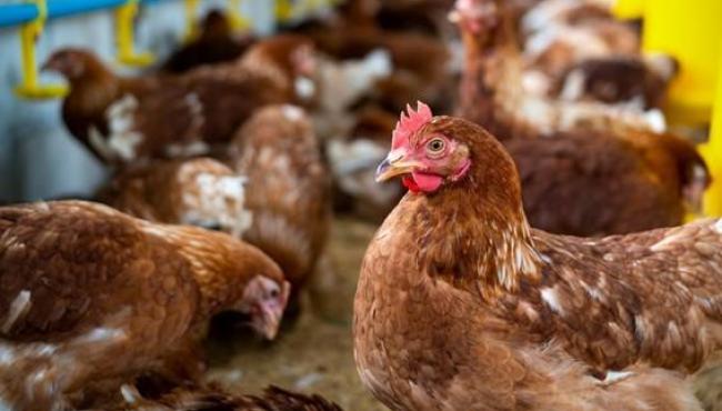 Espírito Santo celebra Dia da Avicultura com avanços na produção e comércio exterior