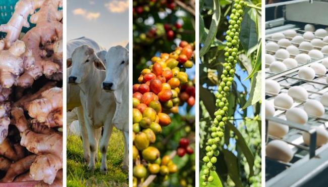 Espírito Santo foi o único estado com crescimento do crédito rural em 2024