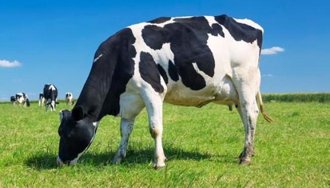Espírito Santo fortalece pecuária com programas de fomento, genética e crédito rural