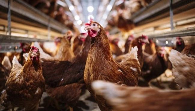 Espírito Santo reforça vigilância contra a gripe aviária