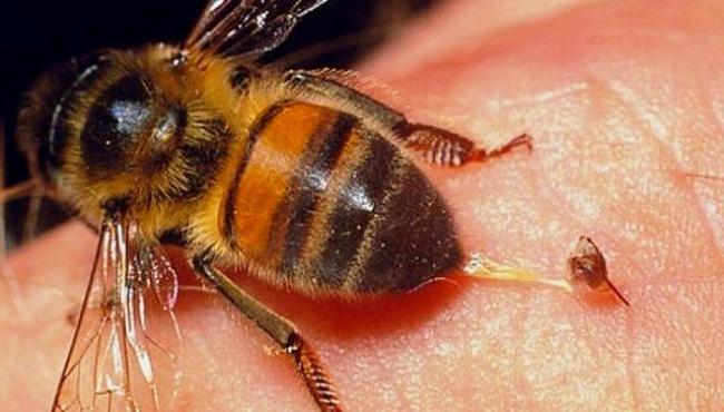 Espírito Santo registra maior número de óbito por picada de abelhas nos últimos seis anos