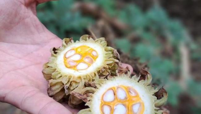 Espírito Santo regulamenta coleta de sementes em Unidades de Conservação para fortalecer a restauração ecológica no Estado