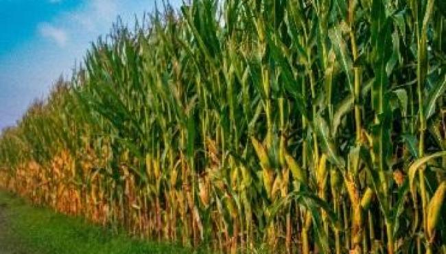 Estresse climático e desequilíbrios nutricionais desafiam potencial do milho segunda safra