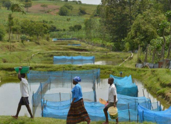 Estudo alerta para avanço de bactéria em criações de peixes