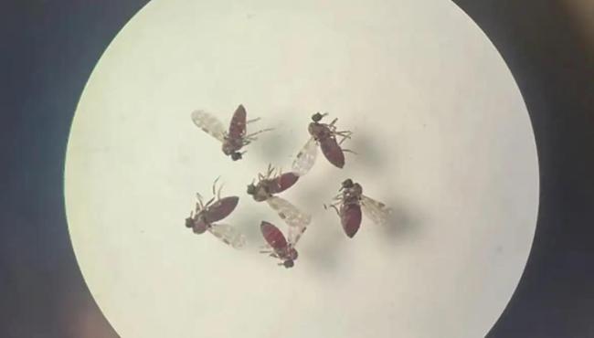 Estudo explica diferença de sintomas entre febre do Oropouche e dengue