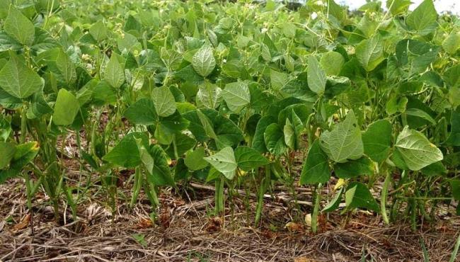 Estudo projeta redução de áreas de produção de arroz e feijão