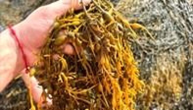 Excesso de chuvas também causa estresse nas lavouras e exige atenção do produtor