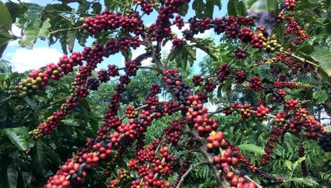 Exigências regulatórias da UE podem embarreirar pequenos cafeicultores