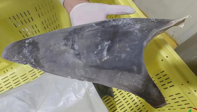 Exportação de barbatana do tubarão-azul é proibida no Brasil
