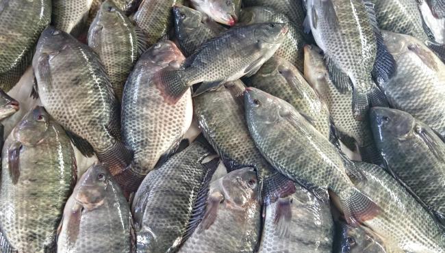 Exportações de peixes de cultivo chegam a US$ 8,7 milhões e crescem 48% no primeiro trimestre de 2024