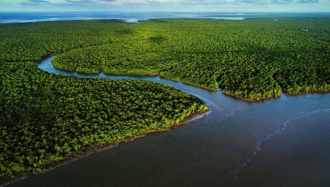 Exposição no CCBB RJ destaca importância e riqueza dos manguezais