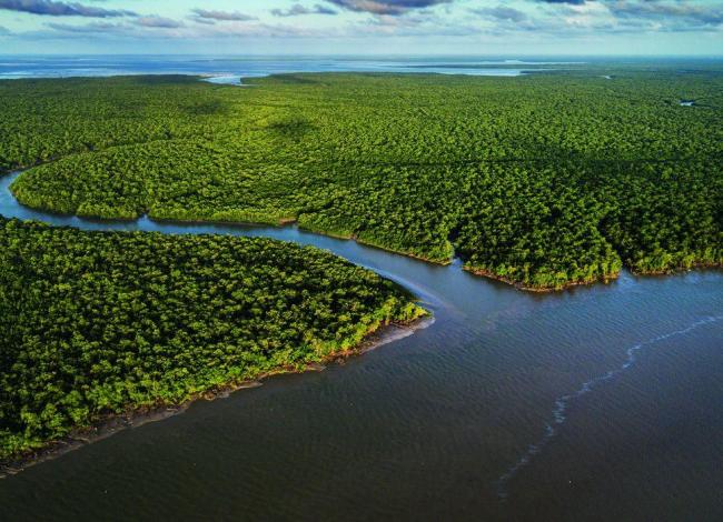 Exposição no CCBB RJ destaca importância e riqueza dos manguezais