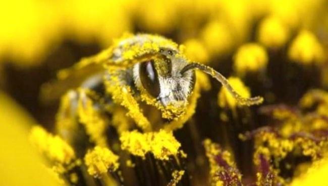 Extinção das abelhas pode definir o futuro da alimentação?