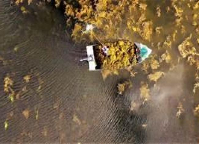 Extrato de algas ajuda plantas a resistirem ao estresse climático, mantendo a produtividade desejada