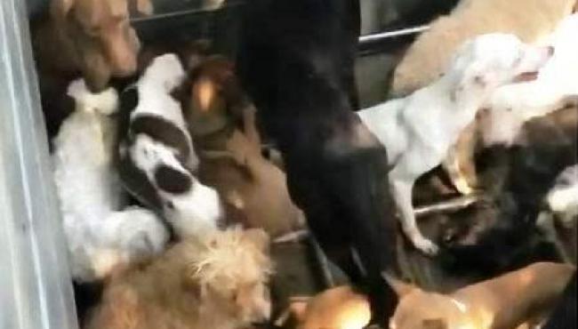 Família suspeita de comercializar carne de cachorro em Guarapari responderá em liberdade