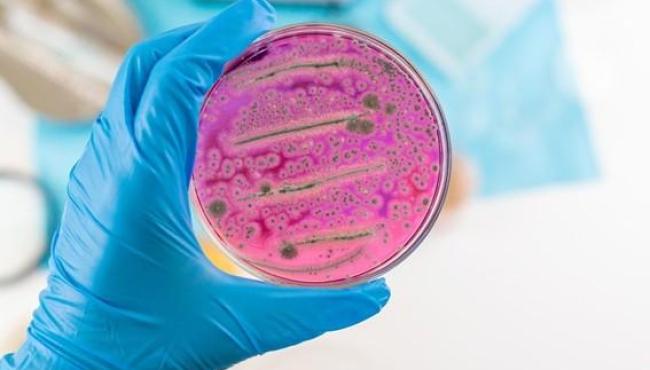 Fapes abre chamada internacional inédita para financiar pesquisas sobre resistência antimicrobiana na produção animal no ES