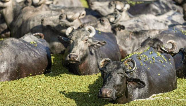 Fazendeiro planeja criar “universidade do búfalo” na Ilha de Marajó