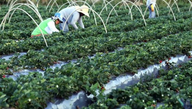 Finep anuncia parceria de R$ 74,9 milhões para a agricultura familiar