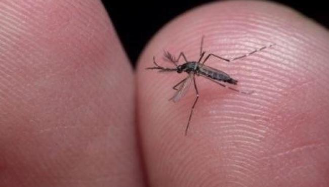 Fiocruz anuncia “fábrica” de mosquitos antidengue no Brasil
