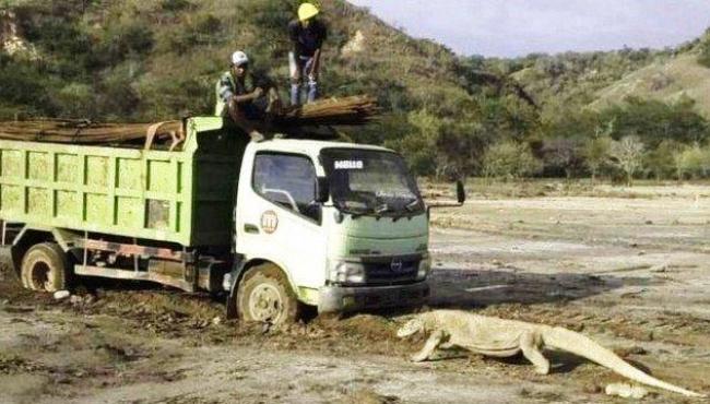 Foto viral de dragão-de-komodo revela construção de atração tipo 'Jurassic Park' em ilha