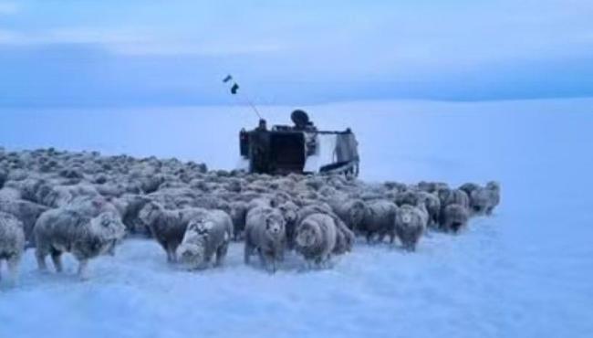 Frio extremo congela animais na Patagônia argentina