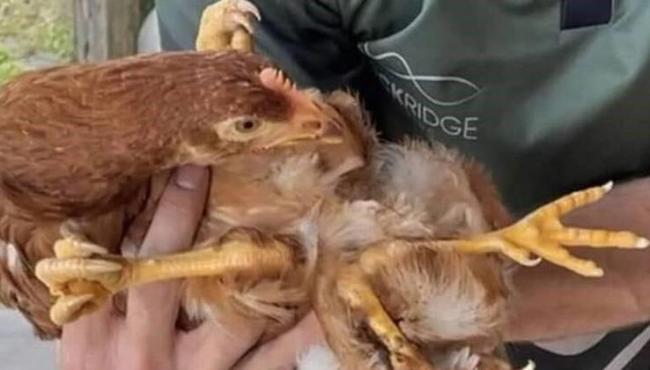 Galinha nasce com quatro patas e é atacada por companheiras de galinheiro