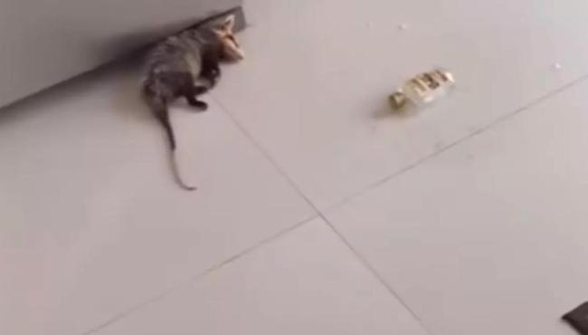 Gambá invade residência, bebe cachaça e dorme embriagado