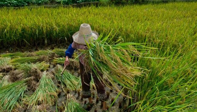 Garantia de direitos trabalhistas no campo ainda enfrenta desafios