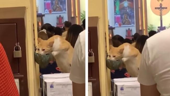 Gato aproveita descuido de fiéis e bebe água benta em igreja
