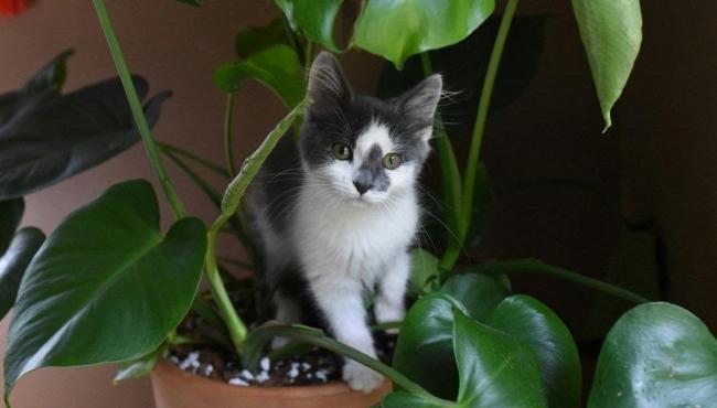 Gatos em casa: veja vantagens para a saúde e pontos de alerta na relação com os bichanos