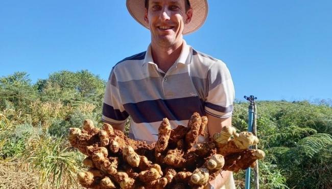 Gengibre capixaba ganha o mundo e alavanca agronegócio no Espírito Santo