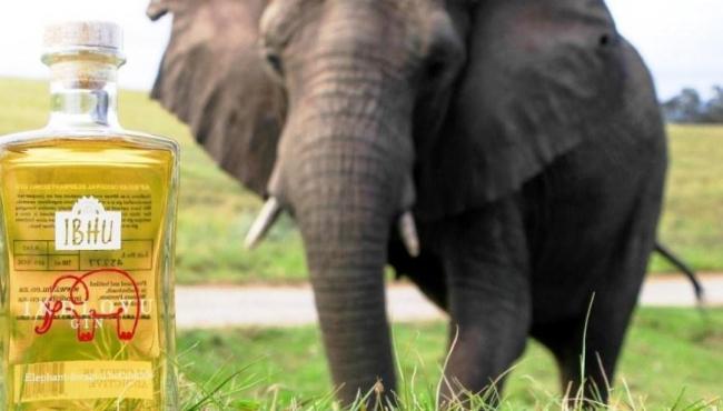 Gin feito de cocô de elefante é nova febre entre as bebidas