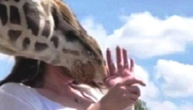 Girafa se intromete em pedido de casamento e manda noiva para o hospital com cabeçada