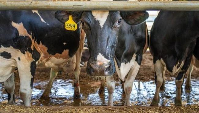 Governo do Espírito Santo divulga resultado final do 4º ciclo do edital de embriões bovinos produzidos in vitro para a cadeia leiteira