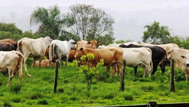 Governo institui plano para reduzir emissão de gases na agropecuária