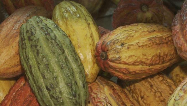 Governo suspende importação de cacau da Costa do Marfim