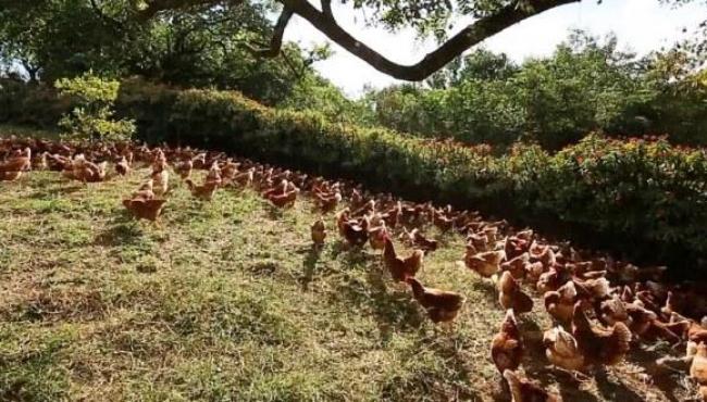 Granja deixa galinhas 'soltas' para produzir ovos caipiras e orgânicos