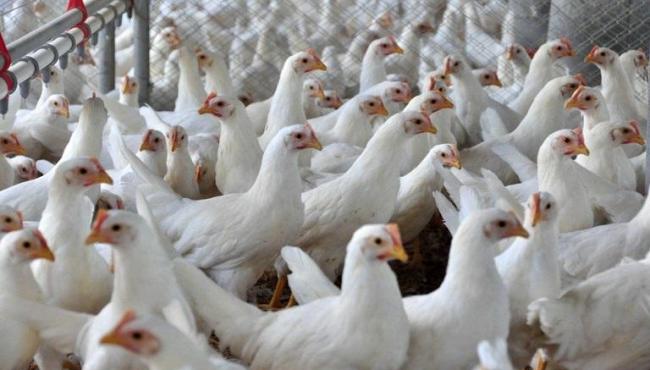 Gripe aviária leva Brasil a decretar emergência zoossanitária
