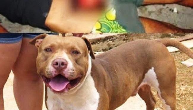 Homem deixa esposa menstruada em casa, tenta fazer relação oral com uma pitbull e tem órgão devorado