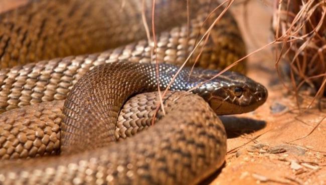 Homem é mordido por cobra mais venenosa do mundo; ele era dono de 15 serpentes perigosas