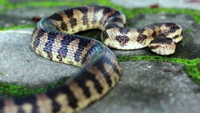 Homem é preso ao perfurar cabeça de cobra com chave de fenda