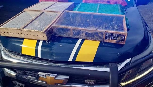 Homem é preso com mais de 1 mil aves silvestres no RJ; 180 morreram