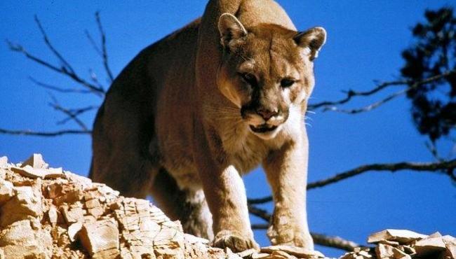 Homem luta com puma de 72 kg e salva criança