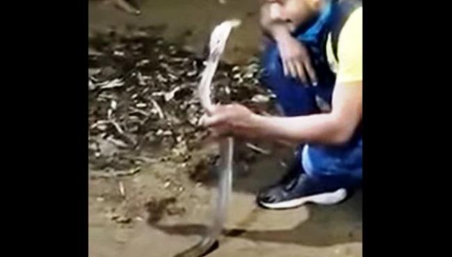 Homem morre após “brincar” com cobra Naja e ser picado