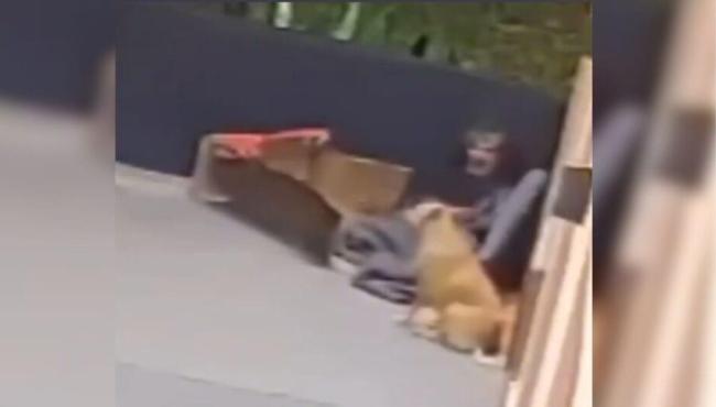 Homem suspeito de estuprar cachorra é detido pela polícia