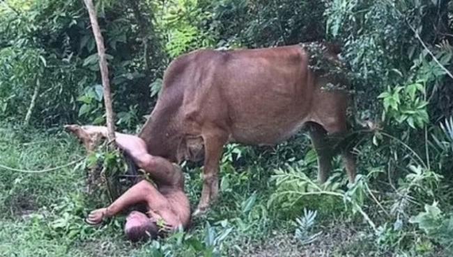 Homem tenta abusar de vaca, mas é “chifrado” pelo animal