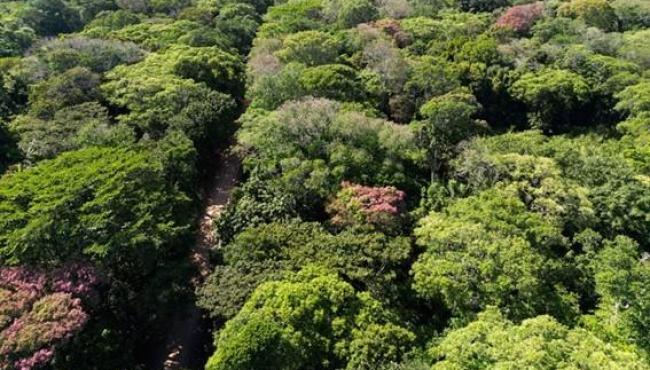 Idaf anuncia mudanças no procedimento de emissão de Exploração Florestal de Espécies Nativas no ES