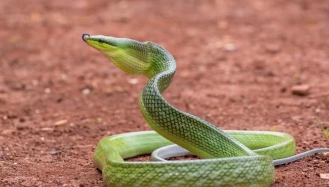 Ilha paradisíaca é infestada por serpentes que ameaçam a vegetação: “comem qualquer coisa”