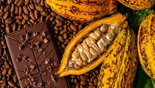 Incaper apoia 10º Concurso da Qualidade de Amêndoas do Cacau Capixaba